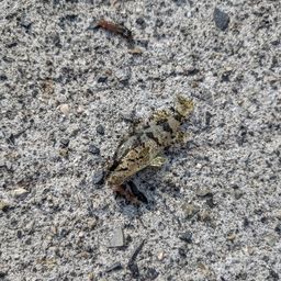 タケノコメバル