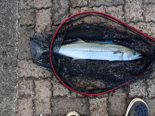 サワラの釣果