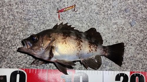 メバルの釣果