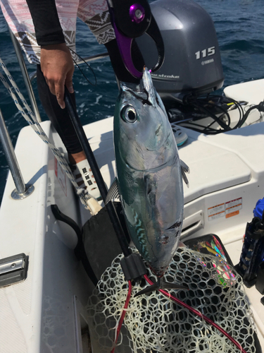 ヒラソウダの釣果