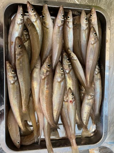 キスの釣果