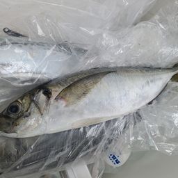 アジ