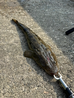 マゴチの釣果