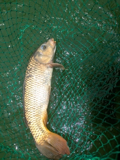 コイの釣果