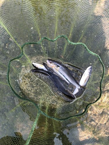 アユの釣果