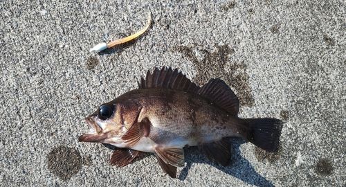 メバルの釣果