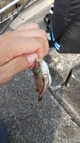 キタマクラの釣果