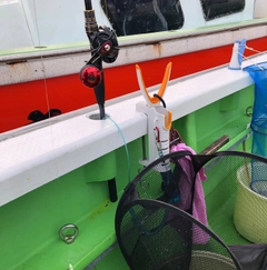 マダコの釣果