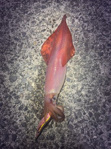 ケンサキイカの釣果