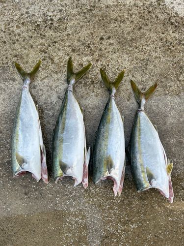 ハマチの釣果