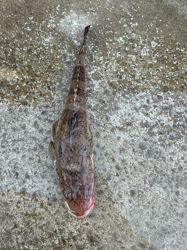 ワニゴチの釣果