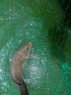 コイの釣果
