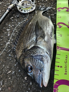 クロダイの釣果