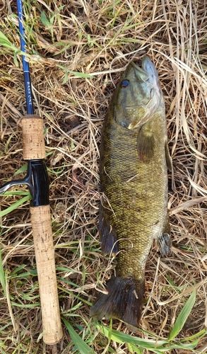 スモールマウスバスの釣果