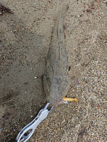 マゴチの釣果