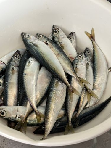 サバの釣果