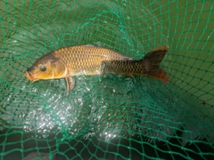 コイの釣果