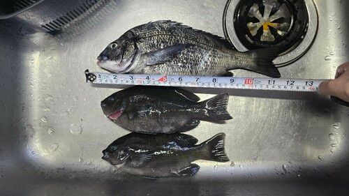 クロダイの釣果