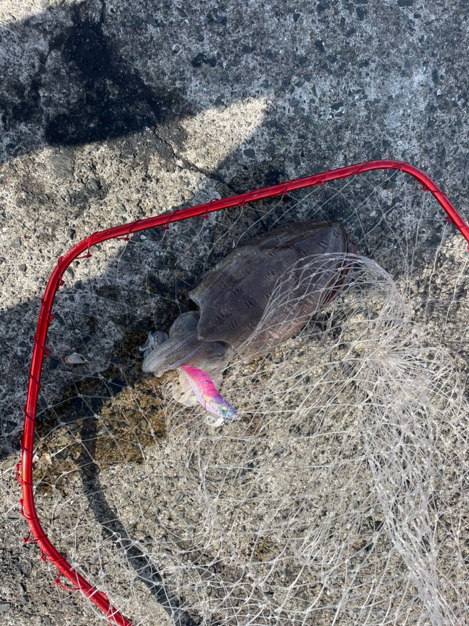 モンゴウイカ