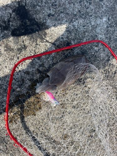 モンゴウイカの釣果