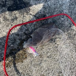モンゴウイカ