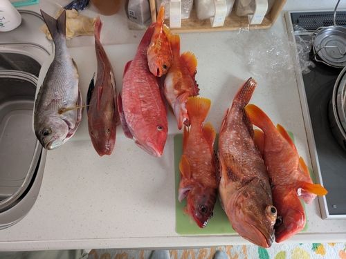 釣果
