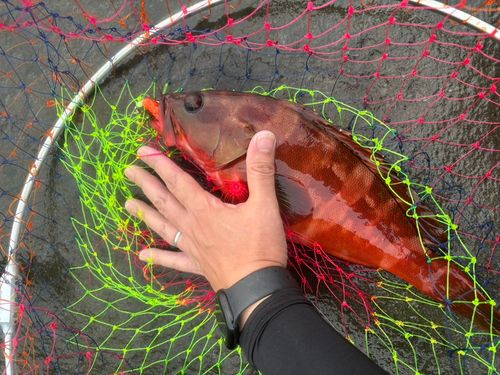 アカハタの釣果