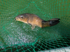 コイの釣果