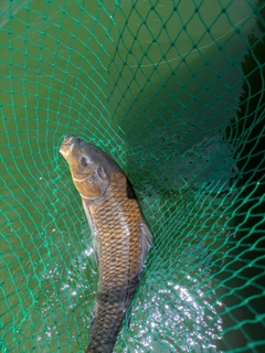 コイの釣果