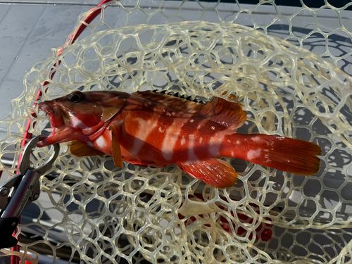 アカハタの釣果