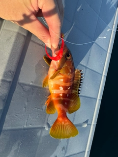 アカハタの釣果