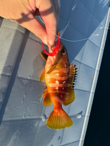 アカハタの釣果