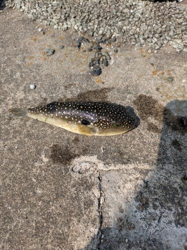 クサフグの釣果