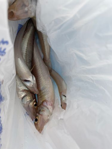 キスの釣果