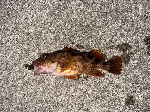 カサゴの釣果