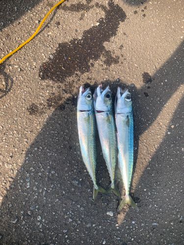 サバの釣果