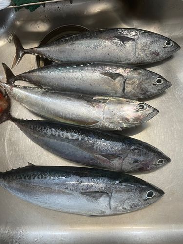 マルソウダの釣果
