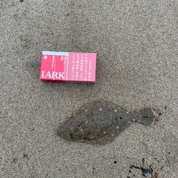 ヒラメ