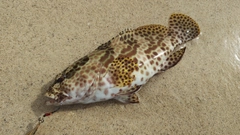 イシミーバイの釣果