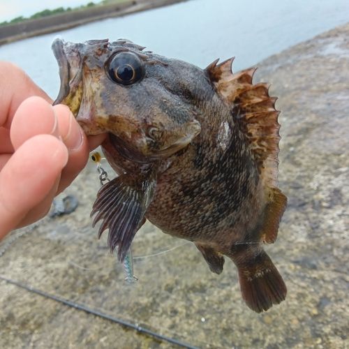 ムラソイの釣果