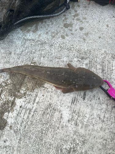 マゴチの釣果