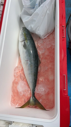 イナダの釣果