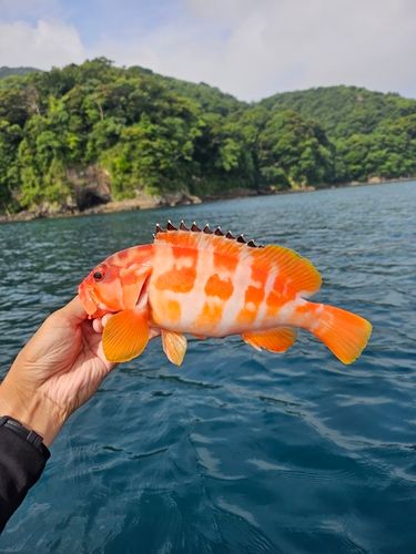 アカハタの釣果