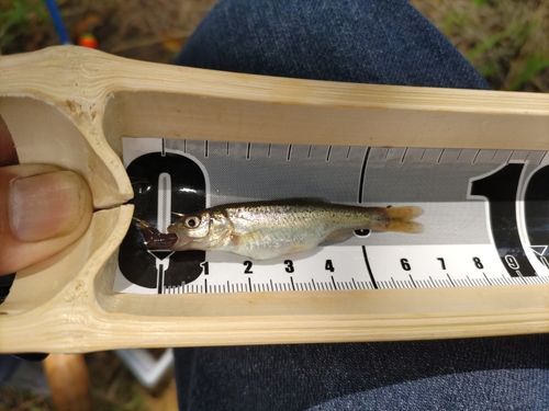 カワムツの釣果