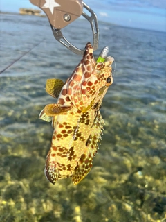 カンモンハタの釣果
