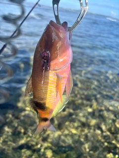 オジサンの釣果