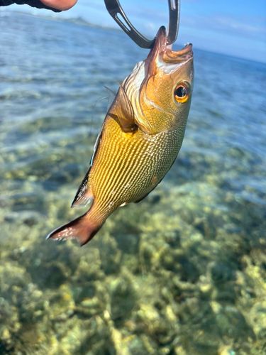 バラフエダイの釣果
