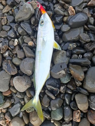 ワカシの釣果