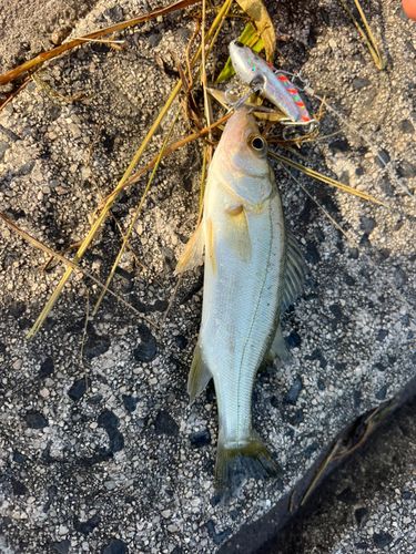セイゴ（マルスズキ）の釣果
