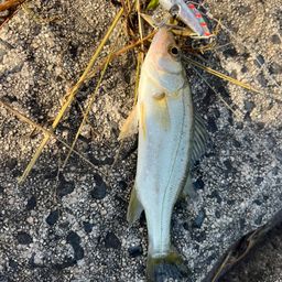 セイゴ（マルスズキ）